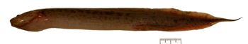 Media type: image;   Ichthyology 171791 Aspect: lateral,description